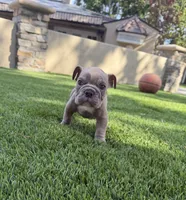 Ash, a male English Bulldog for sale in Orange, CA – 4 of 10