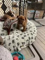 Cinnamon, a female English Bulldog for sale in Orange, CA – 5 of 10
