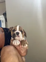 Rufus, a male English Bulldog for sale in Orange, CA – 2 of 10
