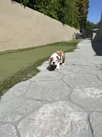 Willow, a female English Bulldog for sale in Orange, CA – 10 of 10