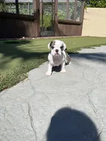 Kane, a male English Bulldog for sale in Orange, CA – 5 of 10