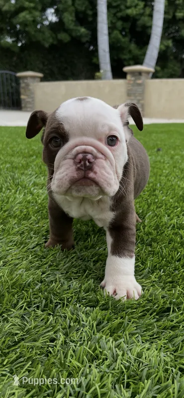 Coco – English Bulldog puppy on hold in Orange, CA