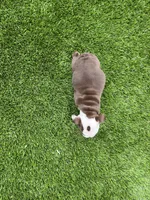 Coco, a female English Bulldog for sale in Orange, CA – 9 of 10