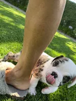 Kane, a male English Bulldog for sale in Orange, CA – 6 of 10