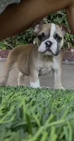 Kona, a female English Bulldog for sale in Orange, CA – 4 of 10