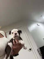 Brownie , a female English Bulldog for sale in Orange, CA – 6 of 10