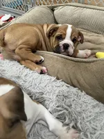 Rufus, a male English Bulldog for sale in Orange, CA – 8 of 10