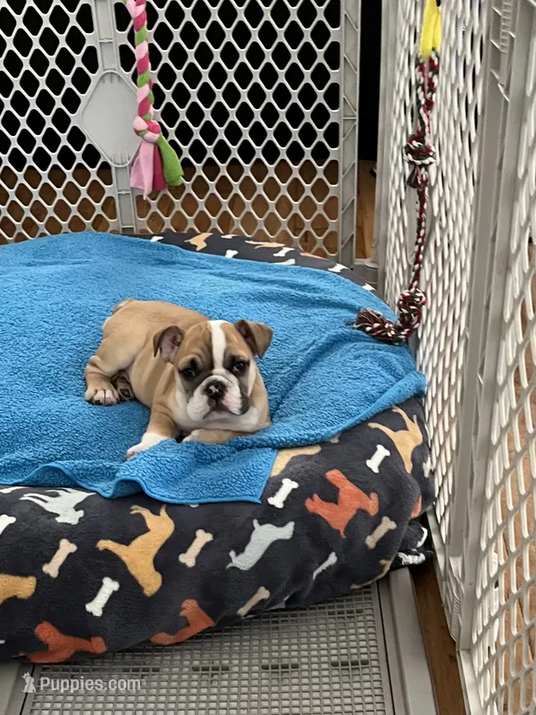 Maya, a male English Bulldog for sale in Orange, CA – 1 of 10