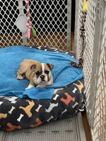Maya, a male English Bulldog for sale in Orange, CA – 1 of 10
