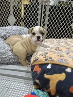 Bentley, a male English Bulldog for sale in Orange, CA – 7 of 10