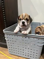 Bruno, a male English Bulldog for sale in Orange, CA – 6 of 10