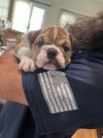 Bruno, a male English Bulldog for sale in Orange, CA – 2 of 10