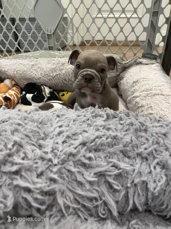 Ash – English Bulldog puppy for sale in Orange, CA