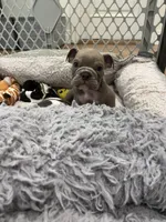 Ash, a male English Bulldog for sale in Orange, CA – 1 of 10