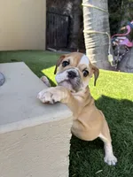 Teddy, a male English Bulldog for sale in Orange, CA – 4 of 10