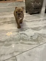 Ash, a male English Bulldog for sale in Orange, CA – 4 of 10