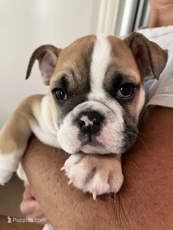 Maya – English Bulldog puppy for sale in Orange, CA