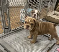 Chubbs, a male English Bulldog for sale in Orange, CA – 10 of 10