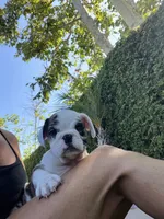 Kane, a male English Bulldog for sale in Orange, CA – 3 of 10