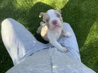 Biscuit, a male English Bulldog for sale in Orange, CA – 6 of 10