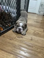 Rocco, a male English Bulldog for sale in Orange, CA – 9 of 10