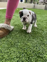 Bandit, a male English Bulldog for sale in Orange, CA – 4 of 10