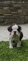 Finn, a male English Bulldog for sale in Orange, CA – 1 of 10