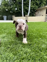 Coco, a female English Bulldog for sale in Orange, CA – 8 of 10