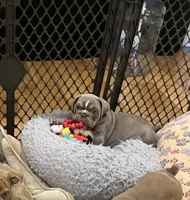 Bruno, a male English Bulldog for sale in Orange, CA – 8 of 10