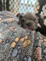 Ash, a male English Bulldog for sale in Orange, CA – 8 of 10