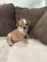 Teddy, a male English Bulldog for sale in Orange, CA – 1 of 10