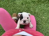 Bandit, a male English Bulldog for sale in Orange, CA – 6 of 10