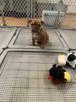Cinnamon, a female English Bulldog for sale in Orange, CA – 8 of 10