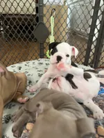 Domino, a male English Bulldog for sale in Orange, CA – 9 of 10