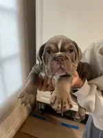 Bruno, a male English Bulldog for sale in Orange, CA – 4 of 10
