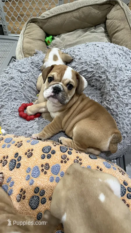 Teddy – English Bulldog puppy for sale in Orange, CA