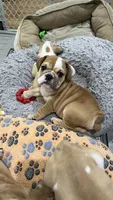 Teddy, a male English Bulldog for sale in Orange, CA – 2 of 10