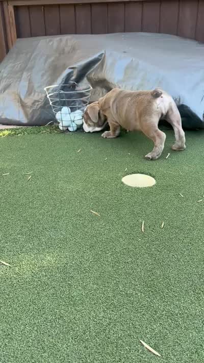 Rocco, a male English Bulldog for sale in Orange, CA – 10 of 10