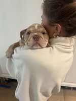 Chubbs, a male English Bulldog for sale in Orange, CA – 7 of 10