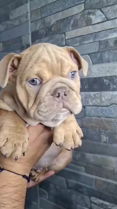 Ash, a male English Bulldog for sale in Orange, CA – 9 of 10