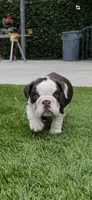Finn, a male English Bulldog for sale in Orange, CA – 9 of 10