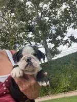 Zeus, a male English Bulldog for sale in Orange, CA – 4 of 10