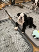 Zeus, a male English Bulldog for sale in Orange, CA – 3 of 10