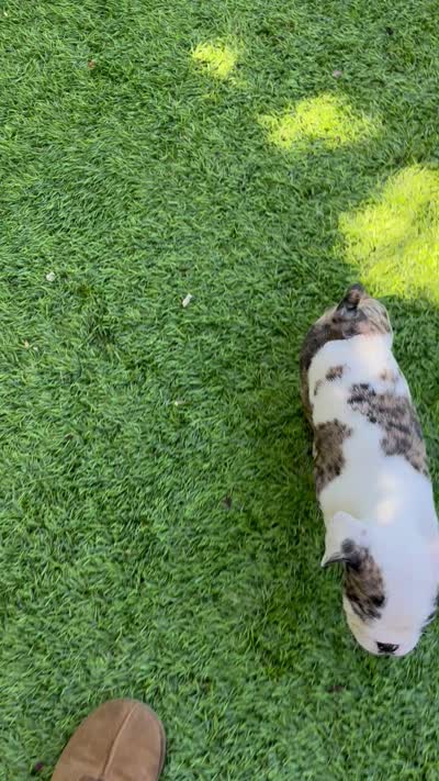 Kane, a male English Bulldog for sale in Orange, CA – 10 of 10