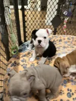 Domino, a male English Bulldog for sale in Orange, CA – 4 of 10