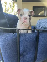 Biscuit, a male English Bulldog for sale in Orange, CA – 8 of 10