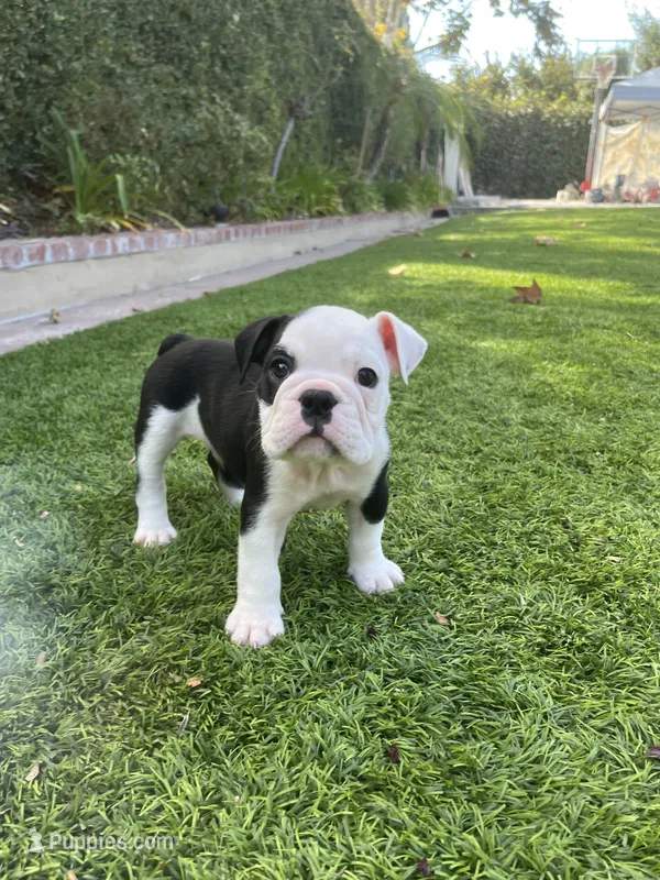 Domino – English Bulldog puppy for sale in Orange, CA