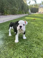 Domino, a male English Bulldog for sale in Orange, CA – 1 of 10