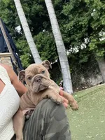 Ash, a male English Bulldog for sale in Orange, CA – 2 of 10
