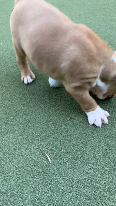 Rufus, a male English Bulldog for sale in Orange, CA – 10 of 10